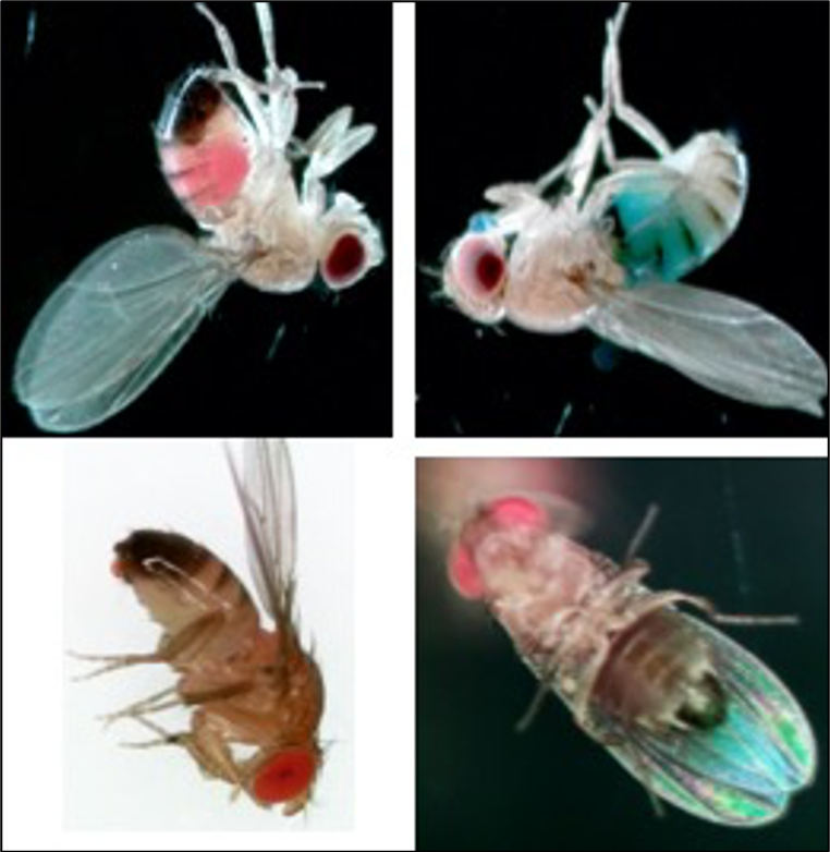 four closeup photos of an insect with wings