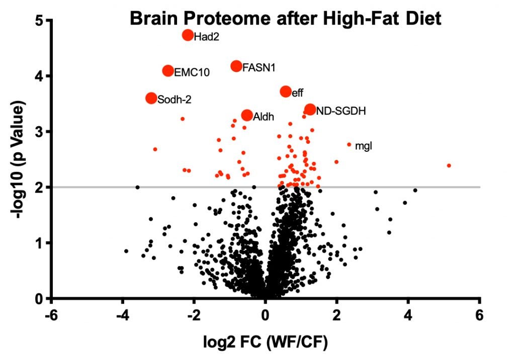 Scatter chart of Brain Proteome after High-Fat Diet